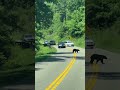 Wild Encounters in the Smokies: Baby Deer & Bear Cubs 🦌🐻✨