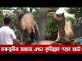 রাজস্থান থেকে কুমিল্লায় এলো বিশালাকৃতির উট সুলতান, দাম ৩২ লাখ টাকা | DBC News Special