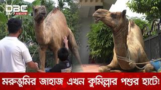 রাজস্থান থেকে কুমিল্লায় এলো বিশালাকৃতির উট সুলতান, দাম ৩২ লাখ টাকা | DBC News Special