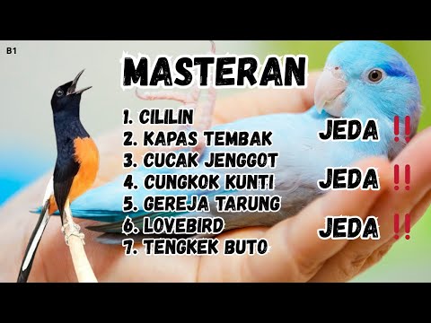 MASTERAN SUARA BURUNG PILIHAN COCOK UNTUK BURUNG LAPANGAN