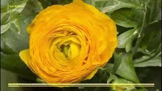 Los Bilibicos - E's Jammy Jams【Nhạc thư giãn, Relaxing Music】