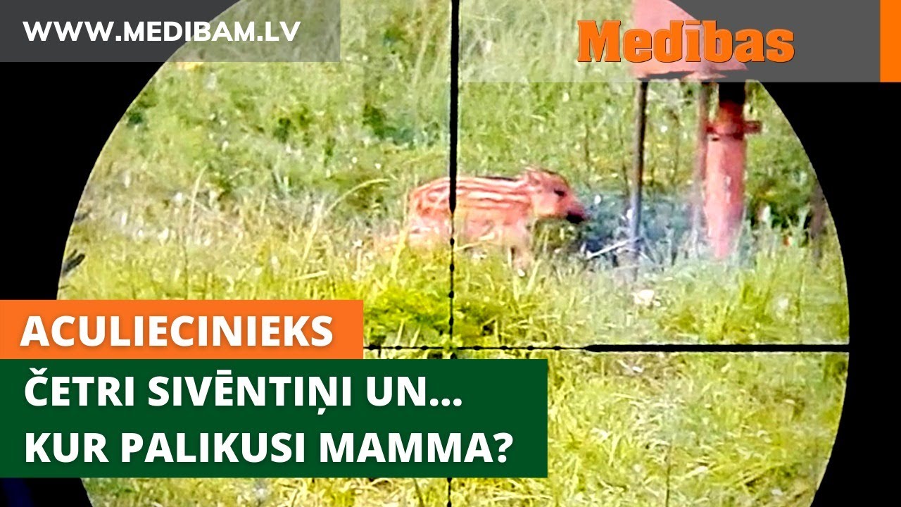 Aculiecinieks. Četri sivēntiņi un… Kur palikusi mamma?