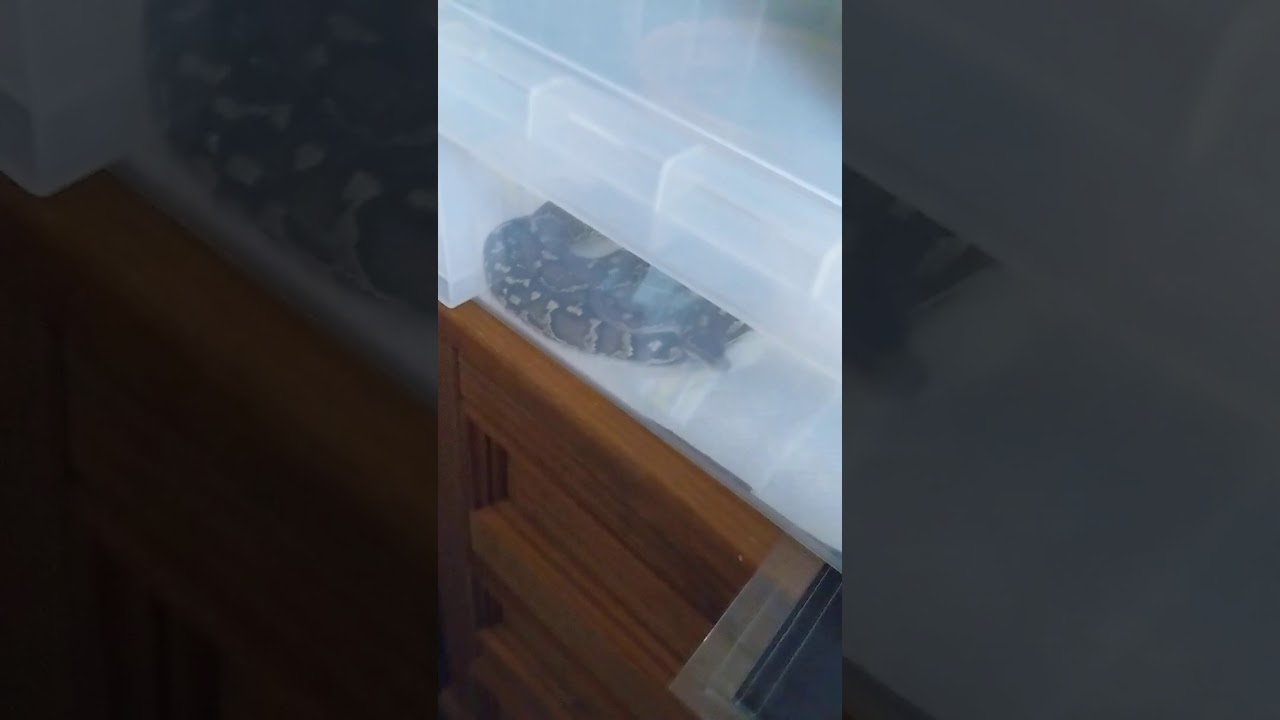 Sugar, Female Angolan Python, she's a menace!