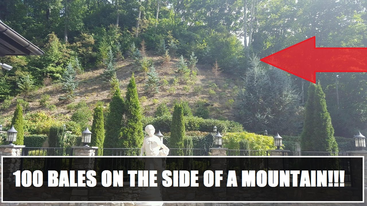 100 BALES OF PINE NEEDLES UP THE SIDE OF A MOUNTAIN