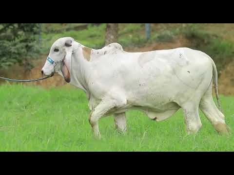 LOTE 17   CONVERSA FIV DO BASA   BASA 1161