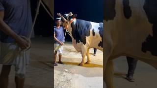 1.1 Ton Giant Aussie Bull Live Display | Sadeeq Agro 2024 Collection Aussie |