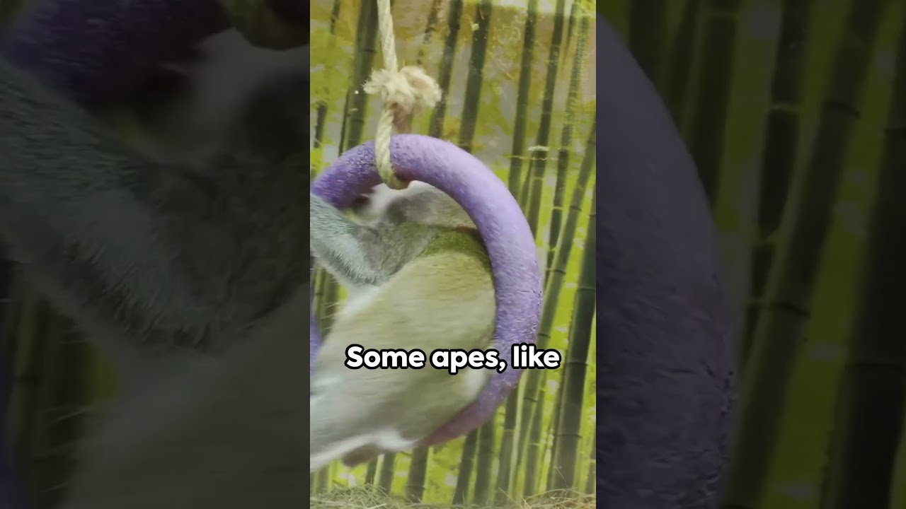 Top10 Fascinating Facts Abt Apes 