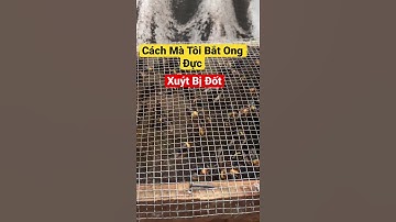 Cách Mà Tôi Bắt Ong Đực