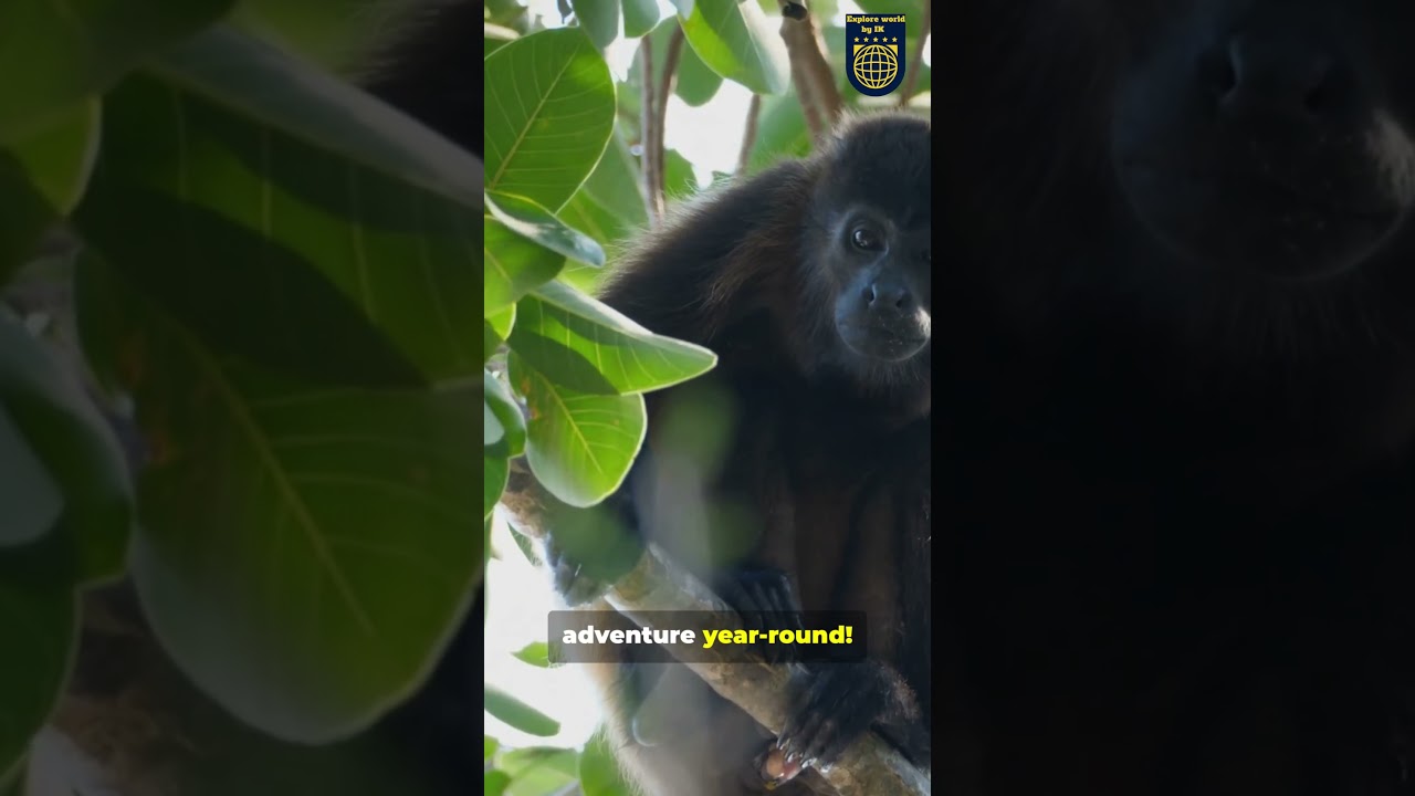 Discover Tikal, Guatemala: Mayan Ruins Hidden Gem | exploreworldbyIk