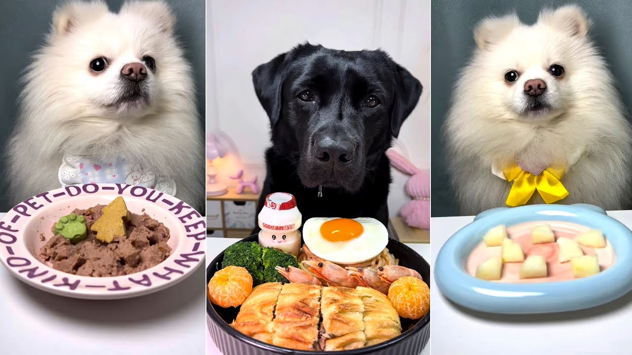 Dog Food Challenge 🐶 | Black Labrador vs White Pomeranian | Who Loved Their Meal the Most?