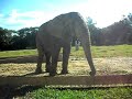 Elefante Africano no Zoo de Belo Horizonte.