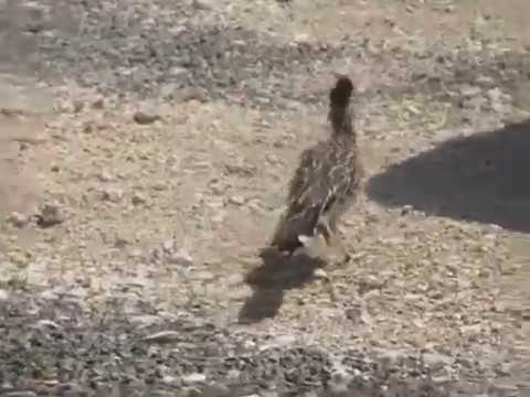 Roadrunner With Lizard It Just Caught