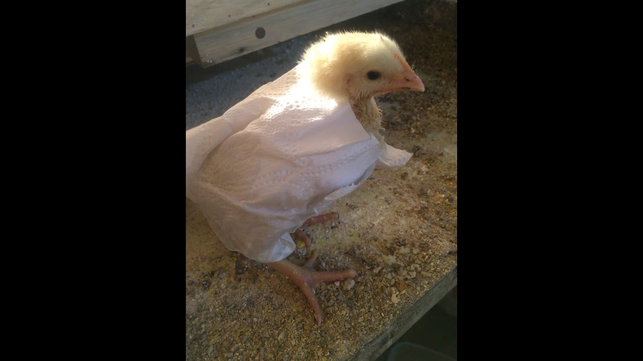 ВЫРАЩИВАНИЕ БРОЙЛЕРОВ БЕЗ КОМБИКОРМА