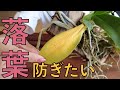 胡蝶蘭【真夏の葉落ち】なぜ起きる?防ぎたかったら何をする?