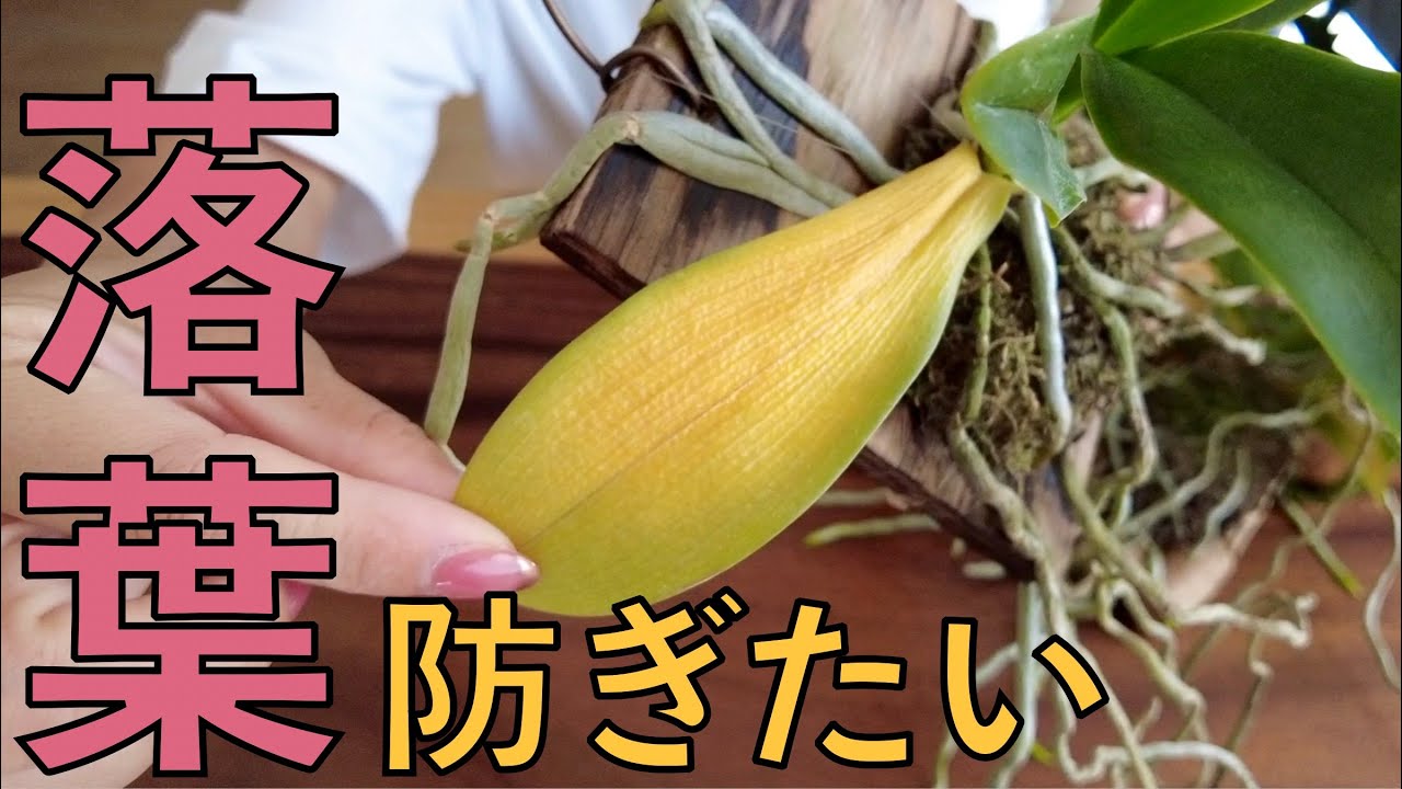 咲かないはずだったのに‥】ちょっと変わった胡蝶蘭。名護蘭の明丸