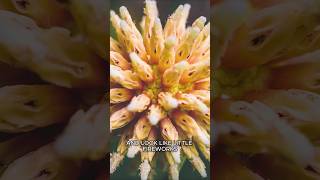 This Plant Is Dangerously Addictive #Kratom #Plants #Shorts