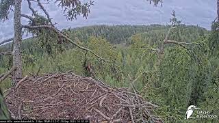 J E20260920 114715EagletToTop 115350Rustles 120515Calls