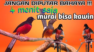 Download Lagu Pancingan murai kawin durasi pendek MP3