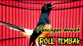 PANCINGAN MURAI BATU GACOR FULL ISIAN, SEKALI DENGAR AMPUH BIKIN MURAI DIAM JADI EMOSI MUDAH ON