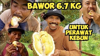 Download Lagu DURIAN BAWOR 6.7 KG 💯‼️ FOR THOSE WHO TAKE CARE OF THE GARDEN UNTIL MELE MELE ⭐✅ MP3