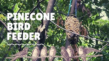 Pinecone Bird Feeder | KGAS!