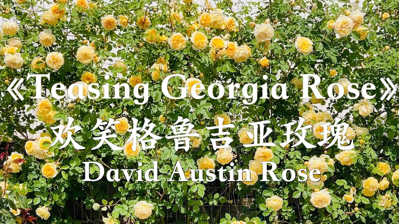 98 Two Year Old 《Teasing Georgia》is blooming now |《欢笑格鲁吉亚》又爆花啦 (Zone 6)