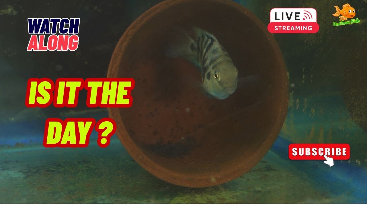 Live Watch-Along: Polar Parrotfish Parents & Their New Wrigglers🐟 Rare Breeding Moment✨