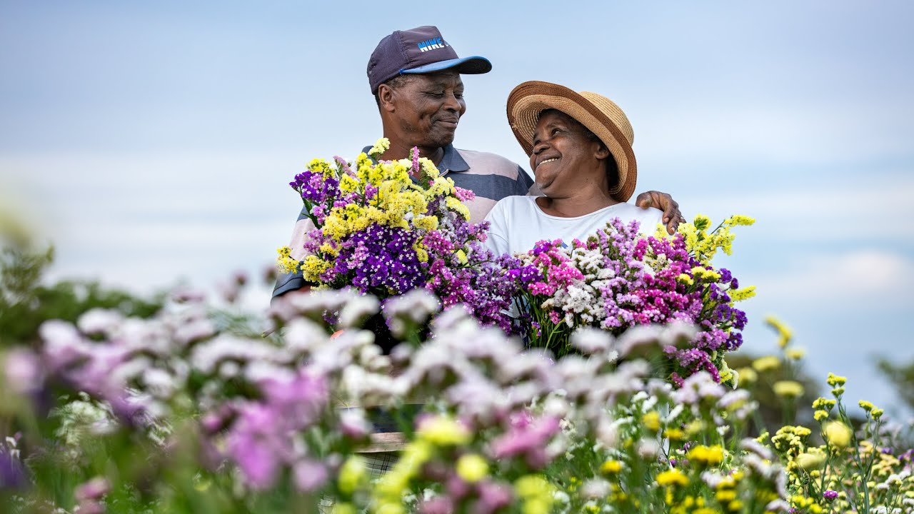 SEMPRE VIVA - MORRO DO CHAPÉU - AGRICULTURA DA BAHIA