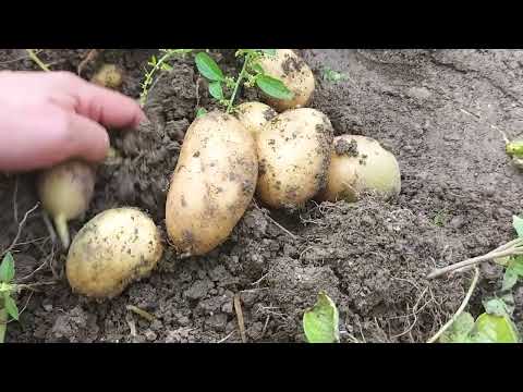 Video: Recoltarea și depozitarea cartofilor dulci: Cum să păstrați cartofii dulci după recoltare