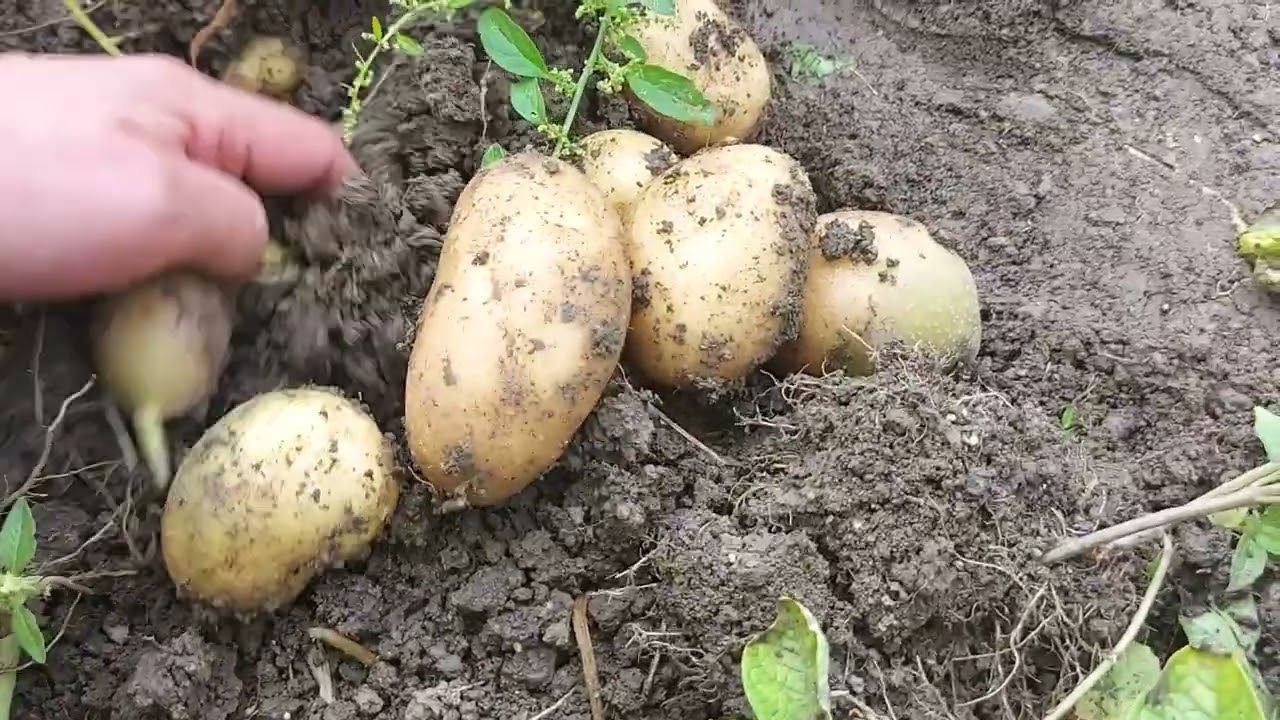 Cand se recolteaza cartofii ?