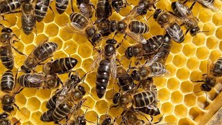 çiftleşmeyen süpersadur kraliçe ! #kraliçearı #arıkovanı #beekeeping #arıcılık #arıçılıq