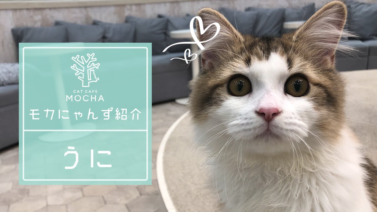 うに（ラガマフィン♂）町田ジョルナ店 - YouTube