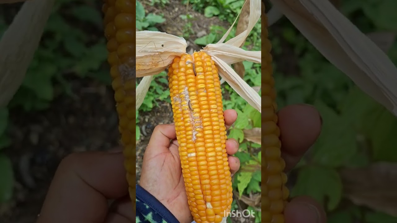 Naga Women Harvesting Corn|Dorcas Self Reliant Project  