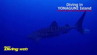 Diving In Yonaguni Island Whaleshark, Manta Ray, Barracuda