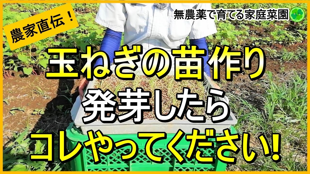玉ねぎ栽培】今年は要注意！病気を出さない苗作りのコツ【有機農家直伝