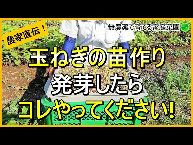 玉ねぎ栽培】今年は要注意！病気を出さない苗作りのコツ【有機農家直伝