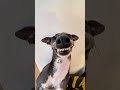 FASTEST DOG IN THE WORLD🤯🤯 #shorts