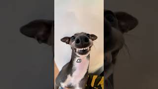 FASTEST DOG IN THE WORLD🤯🤯 #shorts