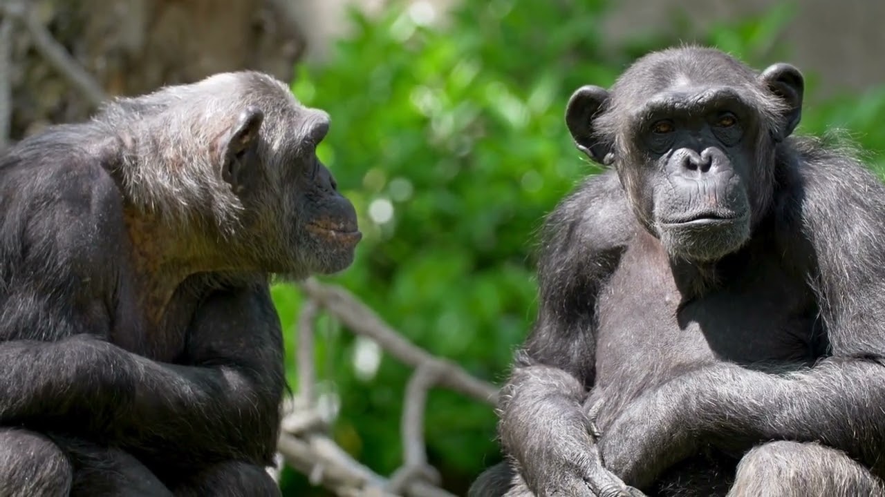 Интересные факты о бонобо