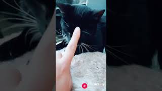 Squeaky Squeak!
