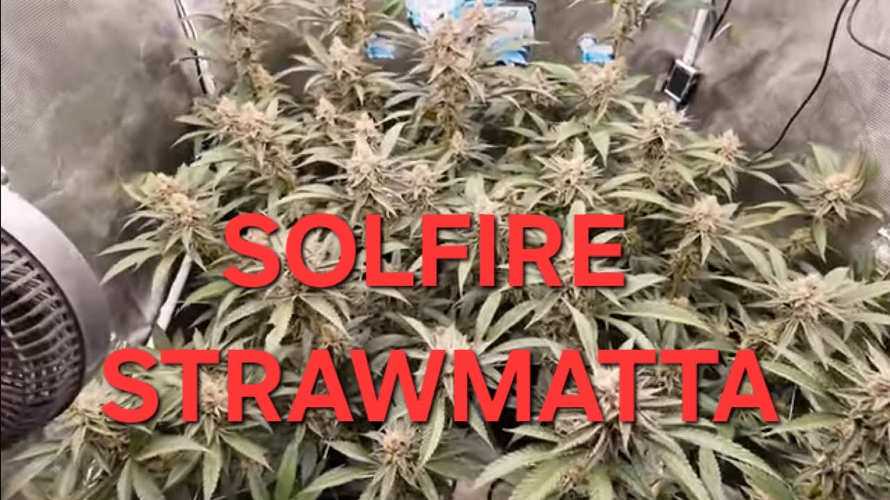 Autopots Gaia Green. Solfire Strawmata and Blackleaf Ice Rock Candy 