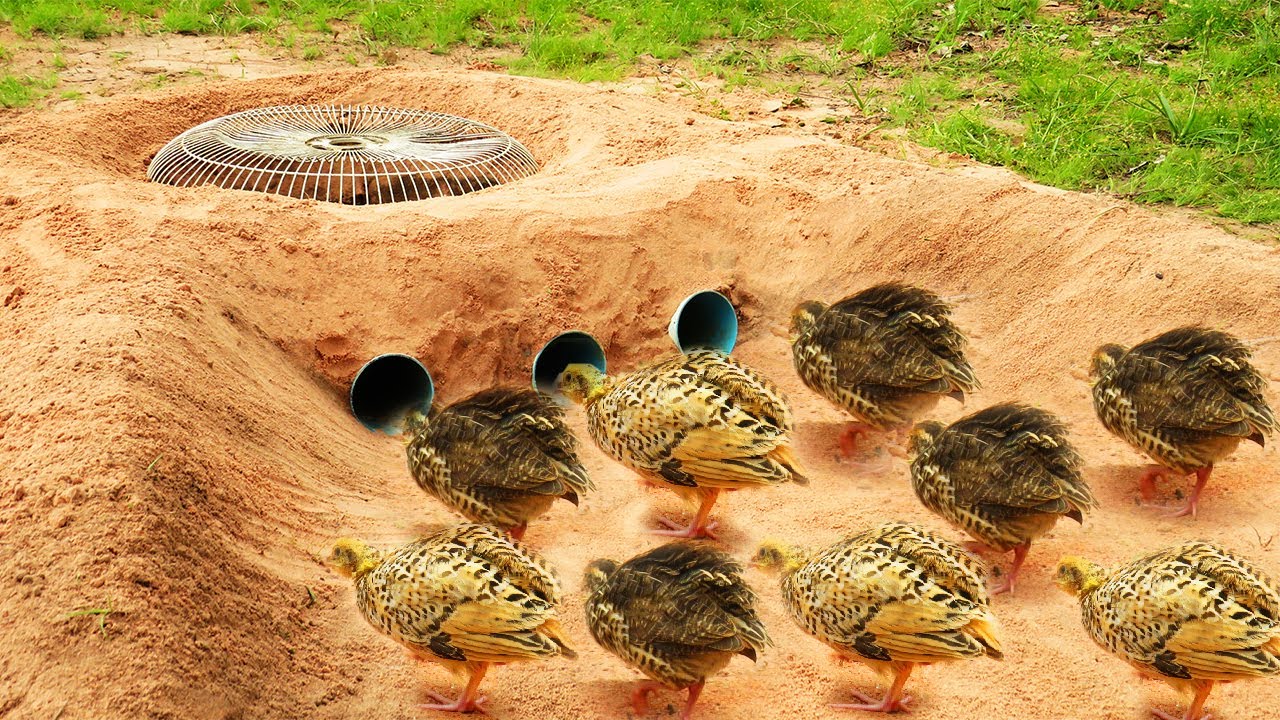 Creative DIY Quail Bird Trap Using Deep Hole, PVC & Cover Fan Simple