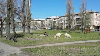 !!! Лама, конь и овцы пасутся в центре Северодонецка !!!