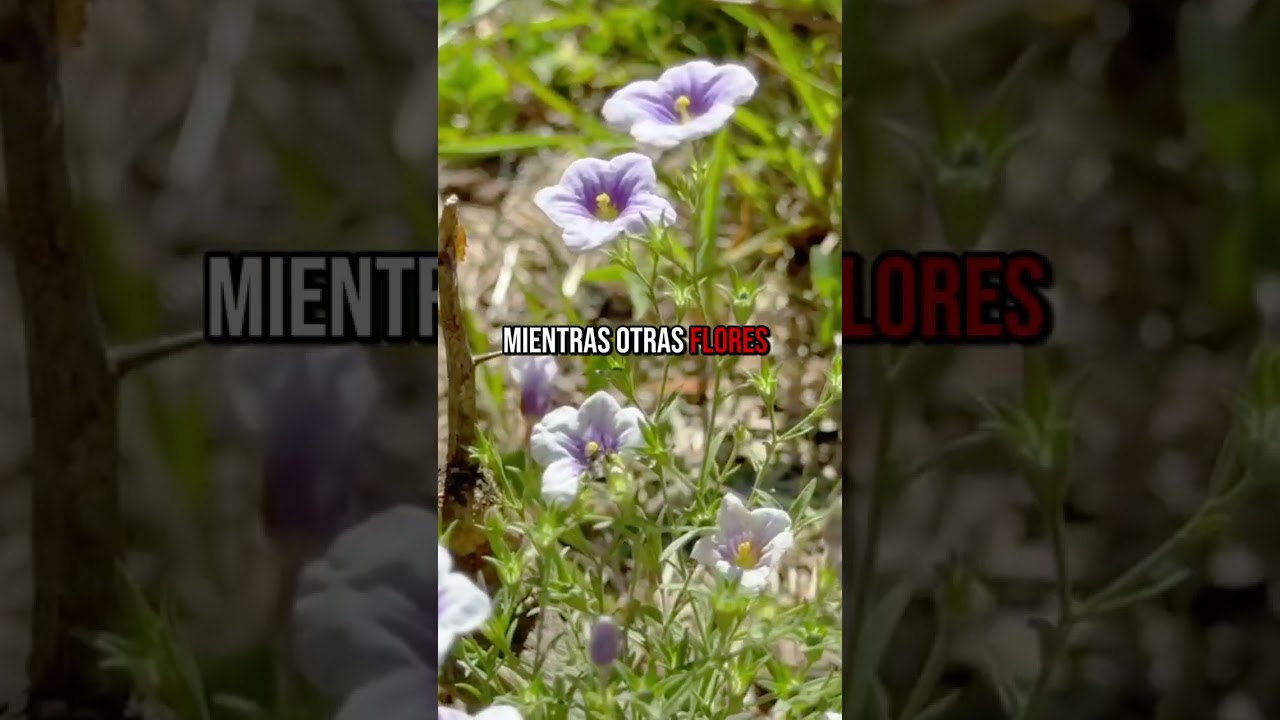 Chuscho: la flor nativa argentina que da aceite en lugar de néctar 🌸🐝 | Nierembergia linariifolia