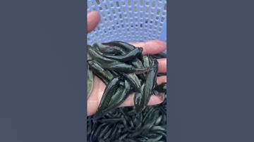 Cung cấp cá lóc giống, hỗ trợ kĩ thuật nuôi và đầu ra cá thịt giá tốt. 0909770509 #calocgiong #cá