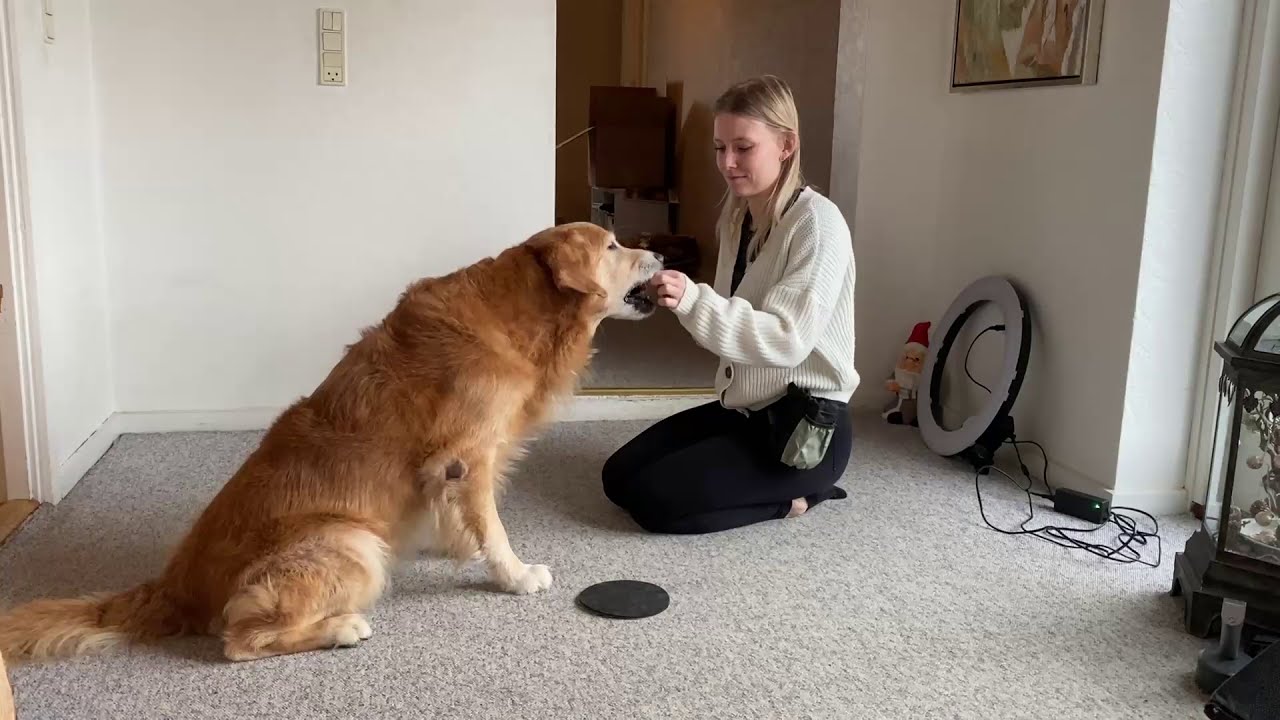 Dyreadfærd: Hundetræning & indlæring - Klikker, Target, Luring, Shaping