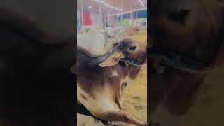 Cow mandi Karachi - Season 2026 - ijpoint #shorts #cowvideos #cow