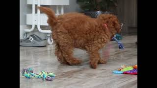 Penny's Final Training Update