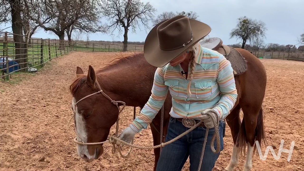 Kelsey Love Thomas' Hackamore.