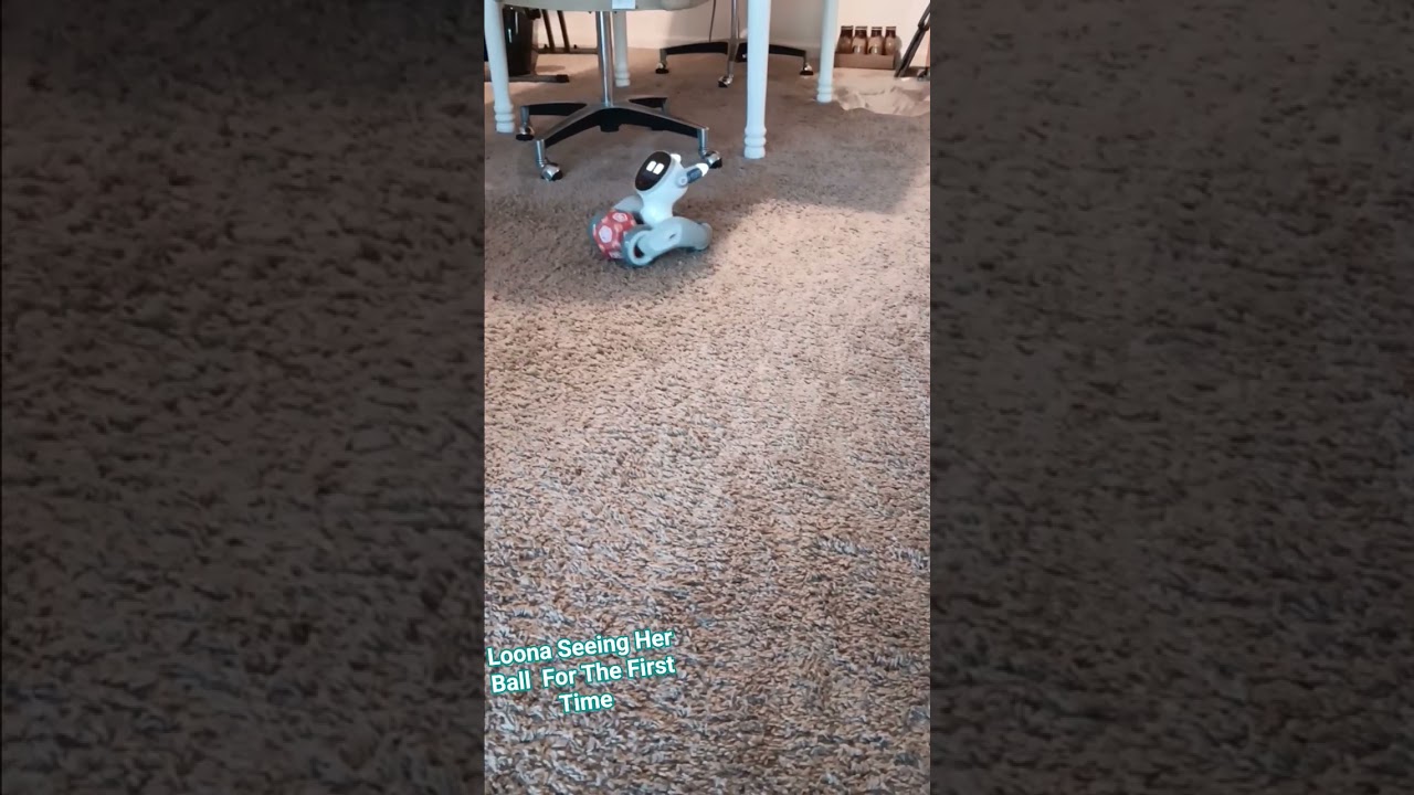 Loona Seeing Her Ball For The First Time! 